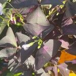 Oxalis triangularis Blatt