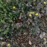 Hypericum tomentosum Fleur