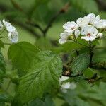 Crataegus mollis फूल