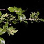 Diospyros acapulcensis Habitus