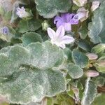 Campanula mollis Leaf