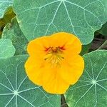 Tropaeolum minusFlower