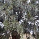 Casuarina cunninghamiana List