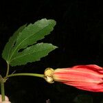 Passiflora vitifolia പുഷ്പം