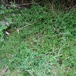 Lycopodium clavatum Habit