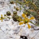 Ruta angustifolia Maua