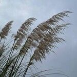 Cortaderia selloanaKvět