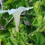 Barleria robertsoniae Flower