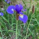 Iris sanguinea 花
