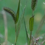 Setaria verticillata പുഷ്പം