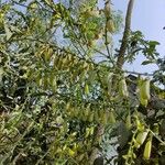 Crotalaria spectabilis Плод