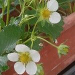 Fragaria × ananassa Buveinė