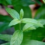 Epilobium roseum Fuelha