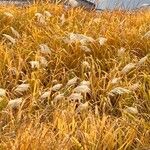 Miscanthus sacchariflorus Kwiat