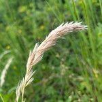 Avenula pubescens Fula