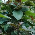 Ficus fistulosa Habit