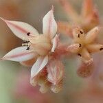 Sedum rubens Flower