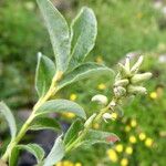 Salix pyrenaica Fruit