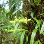 Bulbophyllum conicum പുഷ്പം