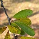 Sideroxylon lanuginosum Folla