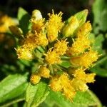 Calea prunifolia Цвят