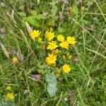 Blackstonia perfoliataFlower