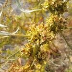 Rumex palustris Цвят