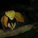 Isolona hexaloba Flower