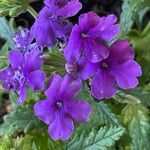 Verbena rigidaFloro