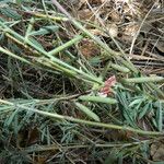 Indigofera lespedezioides Habit