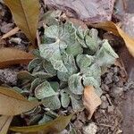 Kalanchoe rhombopilosa Elinympäristö