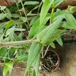 Epidendrum jamiesonis Hoja