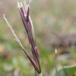 Ptilagrostis yadongensis Flower