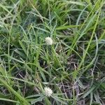 Kyllinga brevifolia Habit