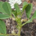 Medicago praecox Sonstige