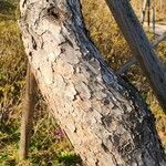 Pinus strobus Bark