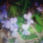 Viola alba subsp. dehnhardtii Flower