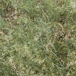 Ceballosia fruticosa Libunga