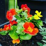Mimulus cardinalis Flor