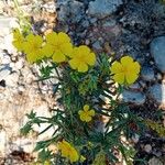 Helianthemum syriacum Žiedas