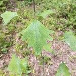 Arnoglossum atriplicifolium Hoja