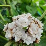 Clerodendrum chinense Квітка