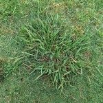 Paspalum dilatatumLeaf