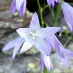 Campanula rapunculusപുഷ്പം