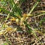 Carex arenaria Λουλούδι