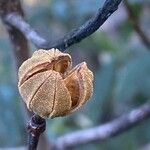 Cistus ladanifer Fruit