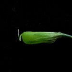 Crotalaria albida Ffrwyth