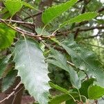 Quercus libani Leaf