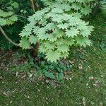 Acer shirasawanum Leaf