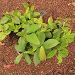 Detarium macrocarpum Blatt